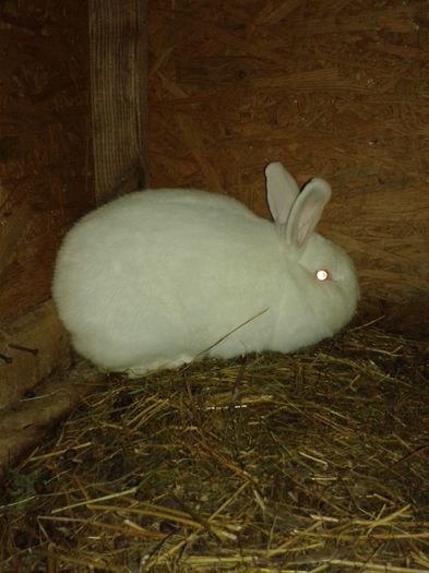 fem neoo 6 lu ni 100 ron - Vanduti