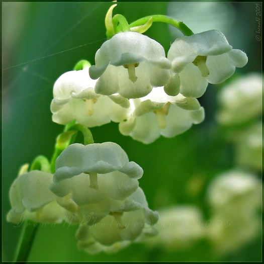 1636591411l - flori