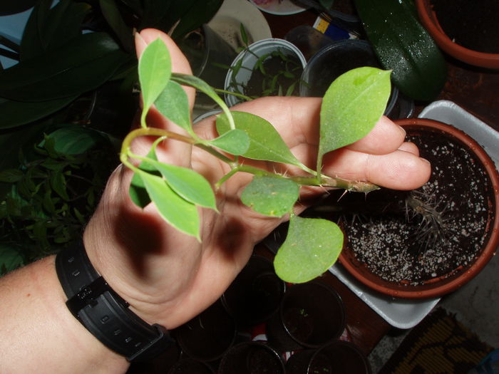 euphorbia splendens - Coroana lui Isus - euphorbia splendens - Coroana lui Isus