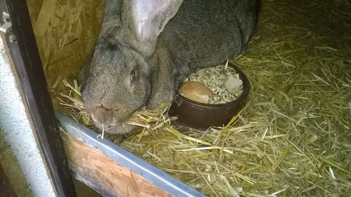 Femela Hartleb Werner aduna paie...