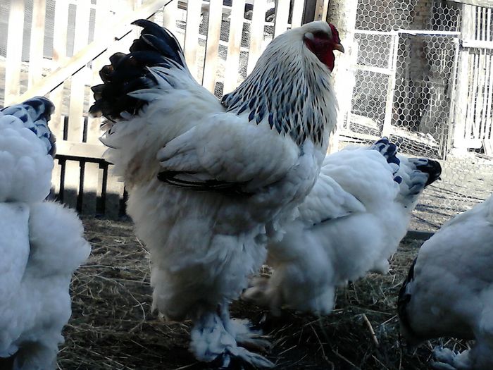 DSC_0550 - BRAHMA 2015