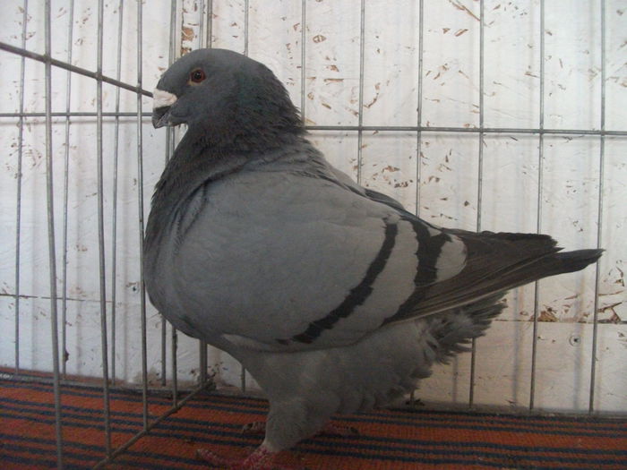 F-2012 HU-VANDUTA