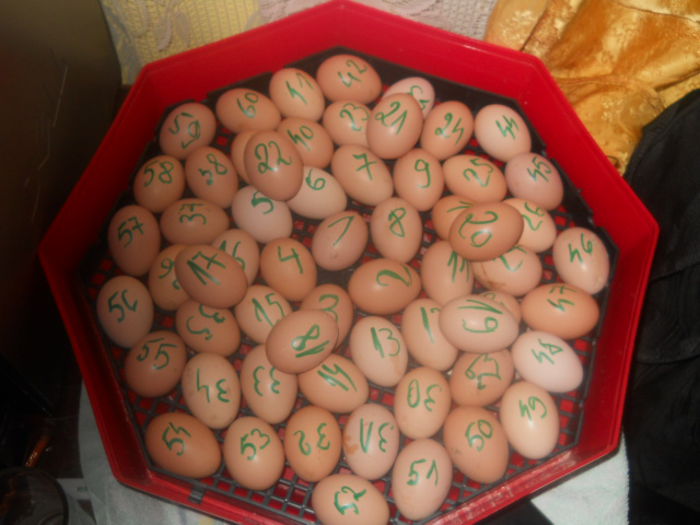 nu este loto 6 din 49 :) o noua serie la incubat