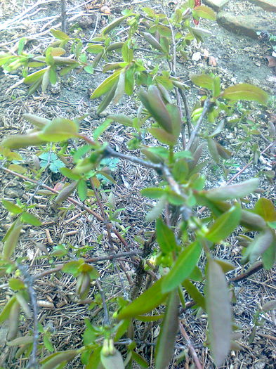 Lonicera Kamtschatica,16.03.2015