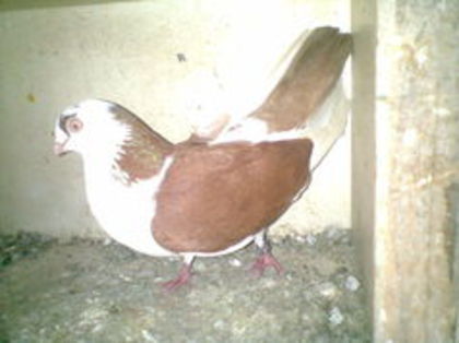 102412467_WQTQYUQ - vanduti