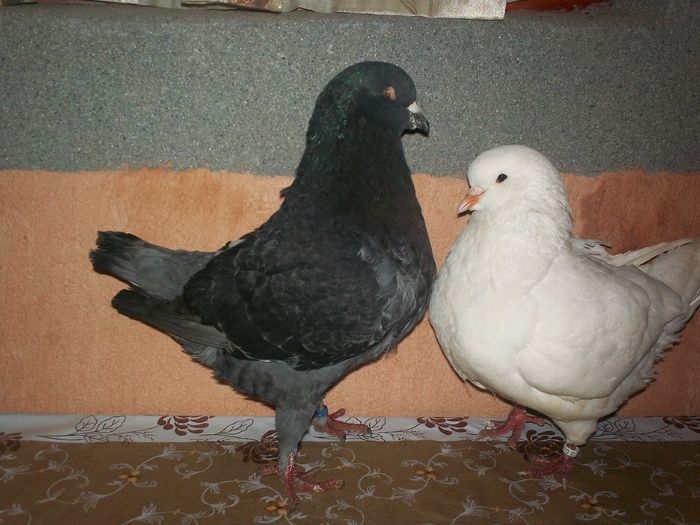 PERECHEA NR. 1 - 20 PORUMBEI VANDUTI