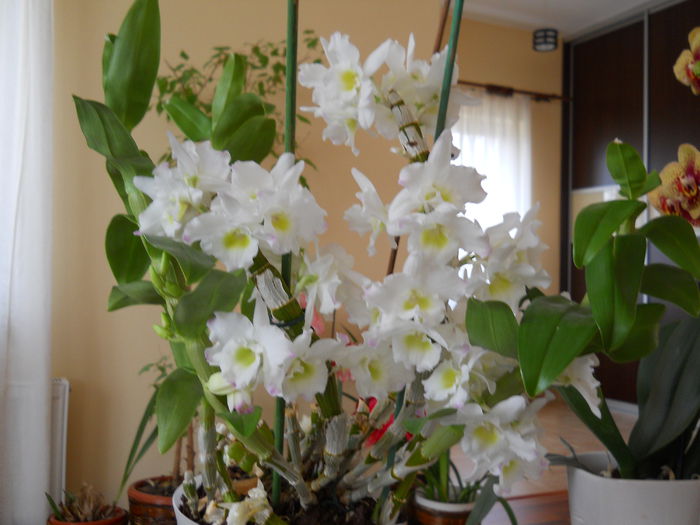 2317 - dendrobium 2015