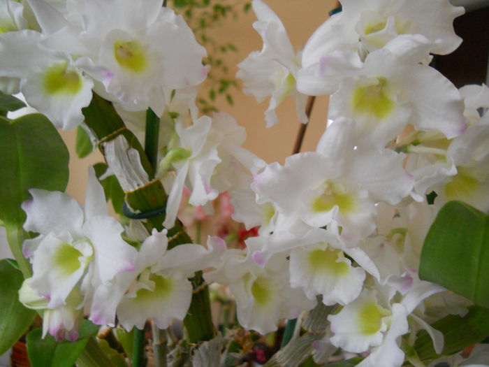 2320 - dendrobium 2015