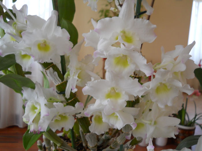 2321 - dendrobium 2015