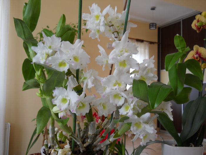 2319 - dendrobium 2015