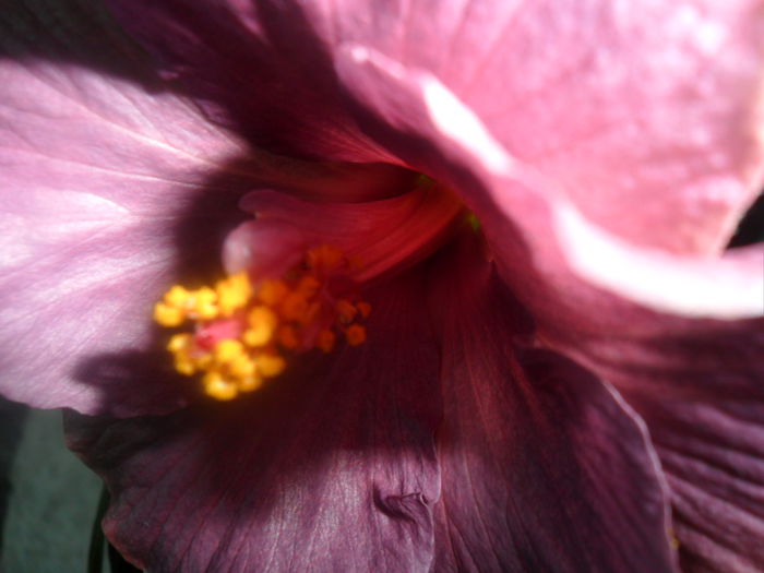 SAM_3299 - hibiscusi2015-1