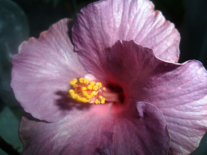 SAM_3301 - hibiscusi2015-1