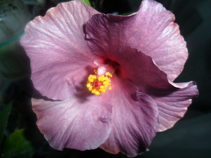 SAM_3286 - hibiscusi2015-1