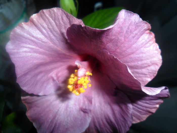 SAM_3287 - hibiscusi2015-1