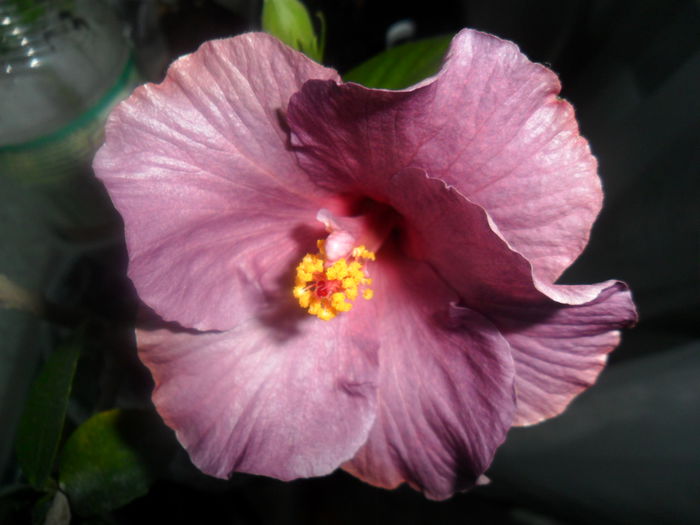 SAM_3288 - hibiscusi2015-1
