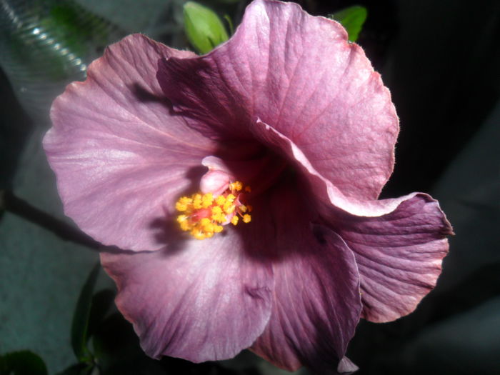 SAM_3289 - hibiscusi2015-1