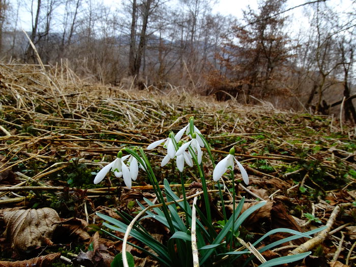DSC09440 - Plante in natura