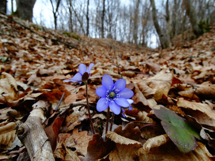 DSC09467 - Plante in natura