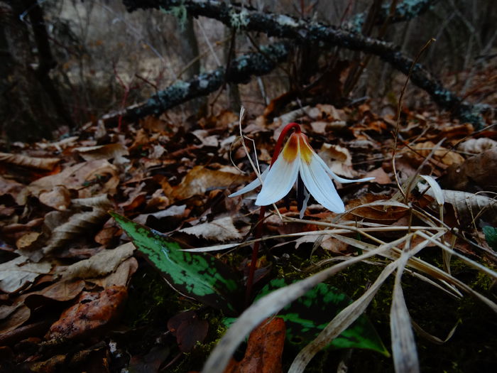DSC09454 - Plante in natura