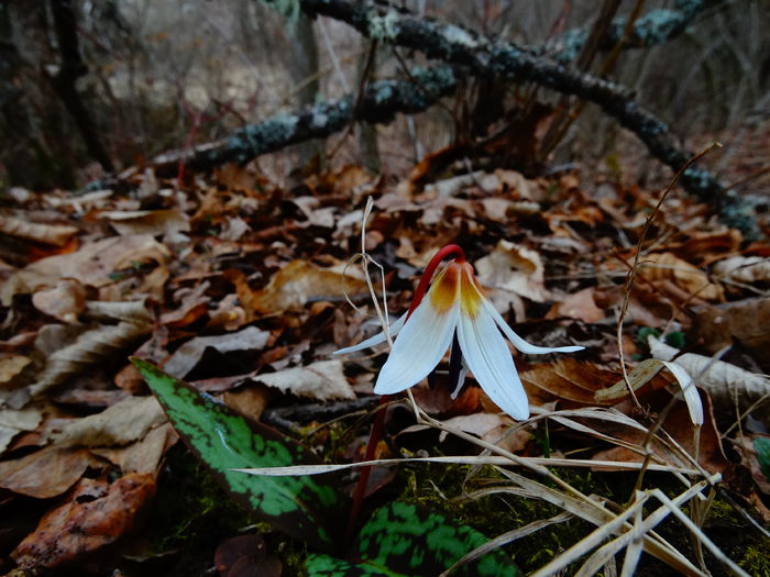 DSC09455 - Plante in natura