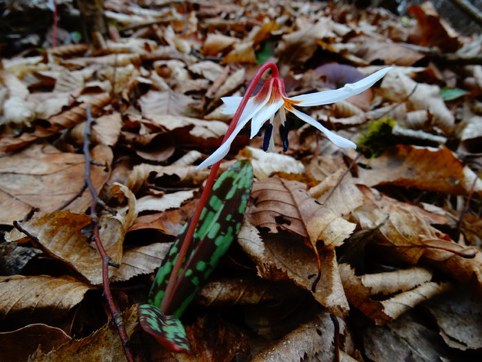 DSC09458 - Plante in natura