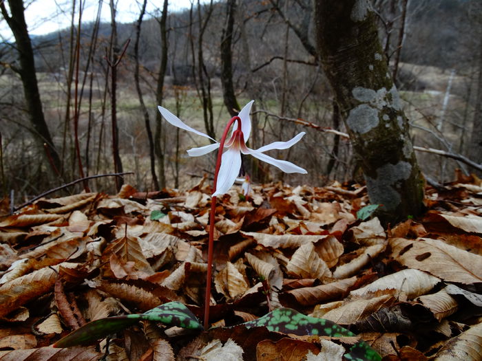 DSC09460 - Plante in natura