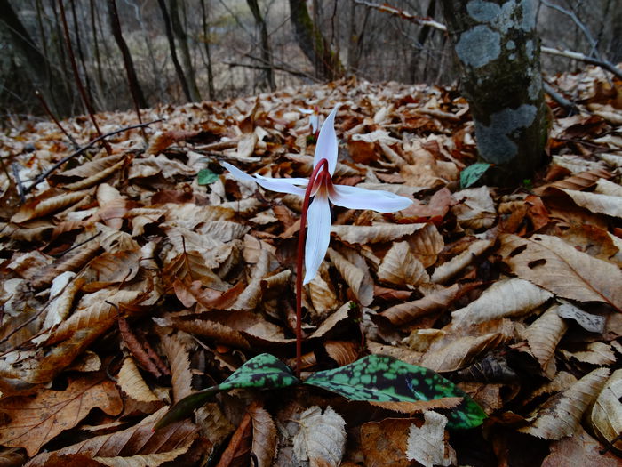 DSC09461 - Plante in natura