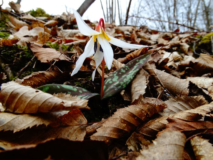 DSC09463 - Plante in natura