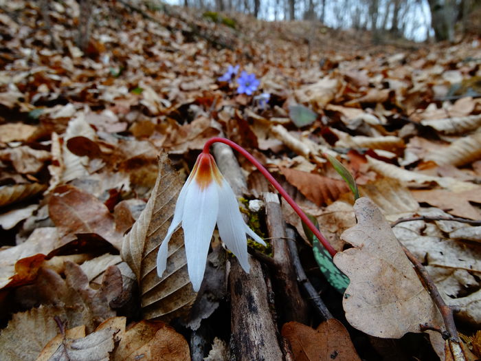 DSC09468 - Plante in natura