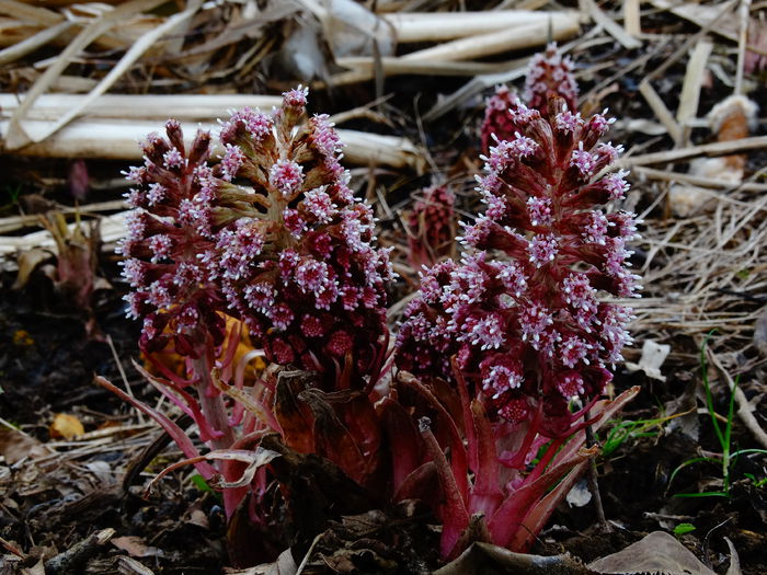 DSC09472 - Plante in natura