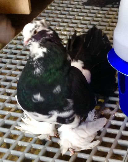 Tata 2014 - Voltati indieni BALTATI PE NEGRU