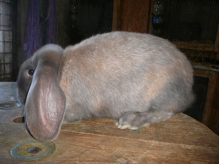 Femela culoarea : Izabell (2016)