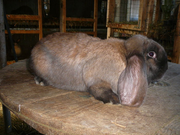 Femela culoarea : Thuringer_C (2016); Botosani - Cristesti D-nl.Mihai G.
