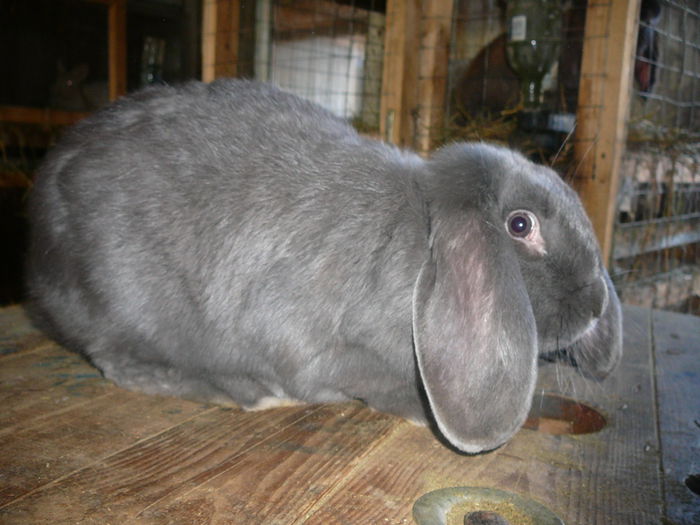 Femela culoarea : Albastru B (2016); Sacrificata !
