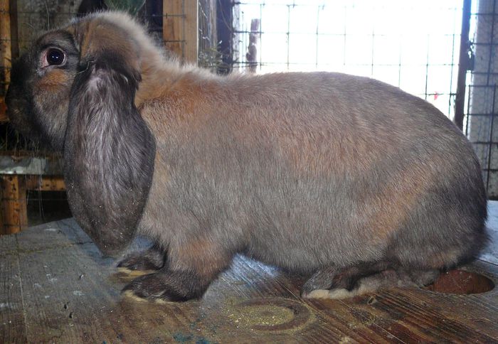 Femela culoarea : Thuringer_E (2015) - arhiva matca-berbeci