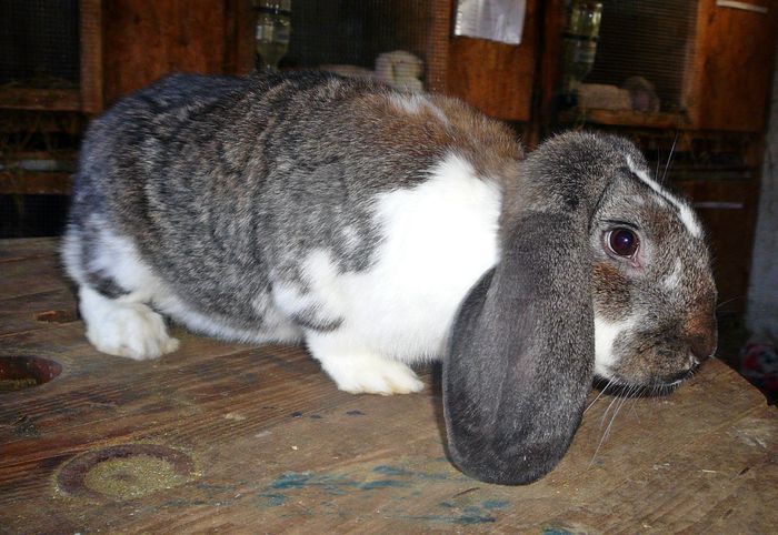 Femela culoarea : Gri-Fier Mant_A (2015); Iasi, tandrei.sunphoto
