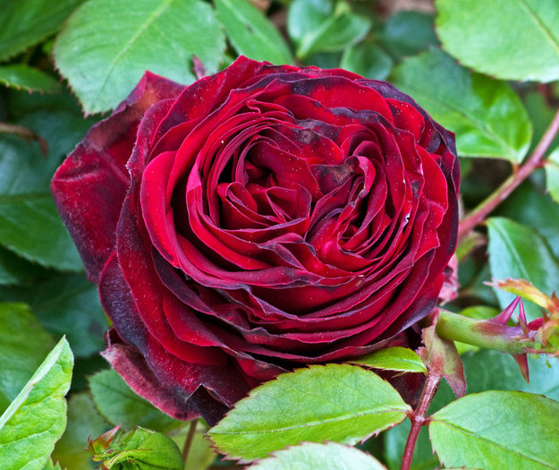 686402348l - flori