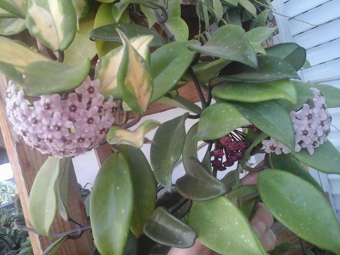 hoya tricolor