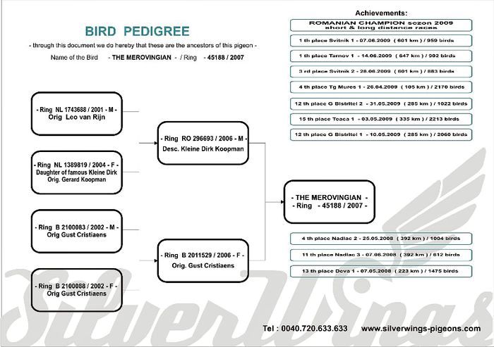 PEDIGREE TATA FEMELA - CUPLUL XXI