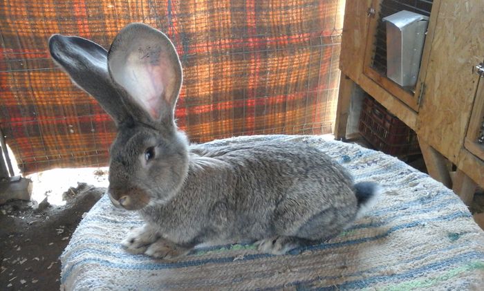 F6 de la Erdei Catalin