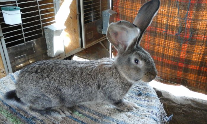 F6 de la Erdei Catalin