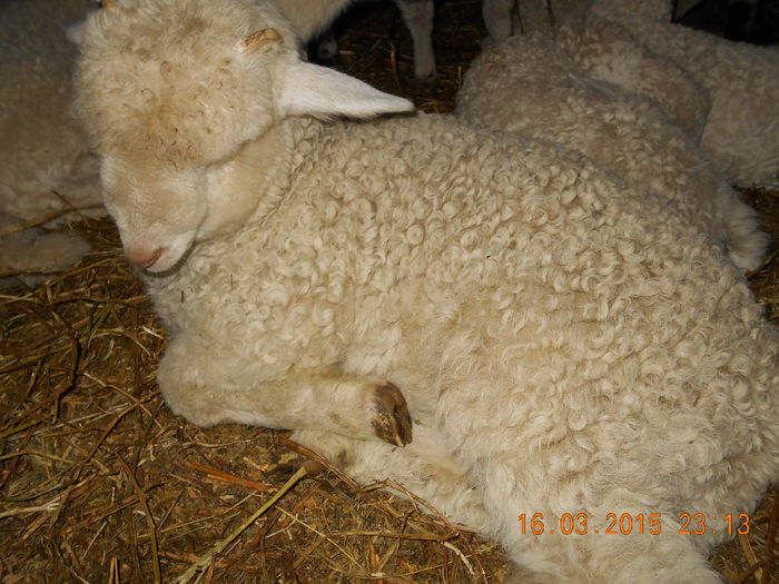 DSCN2462 - Productia De Miei 2015