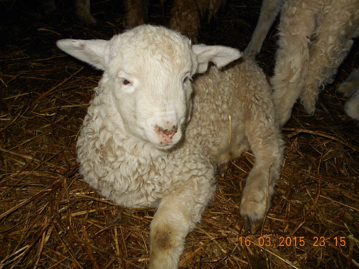 DSCN2467 - Productia De Miei 2015