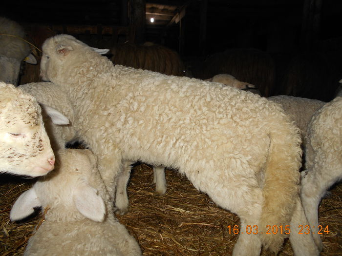 DSCN2481 - Productia De Miei 2015