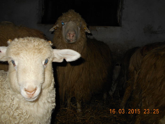 DSCN2486 - Productia De Miei 2015
