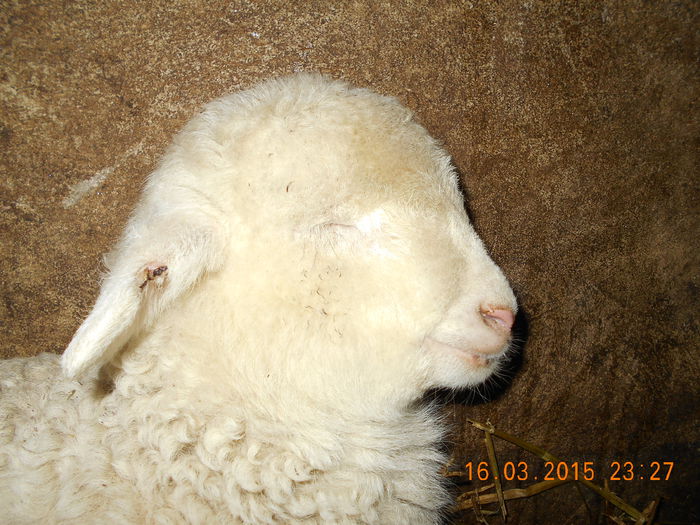 DSCN2490 - Productia De Miei 2015