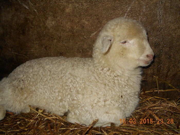 DSCN2492 - Productia De Miei 2015