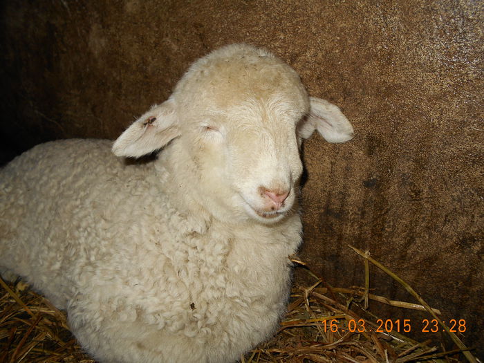 DSCN2493 - Productia De Miei 2015