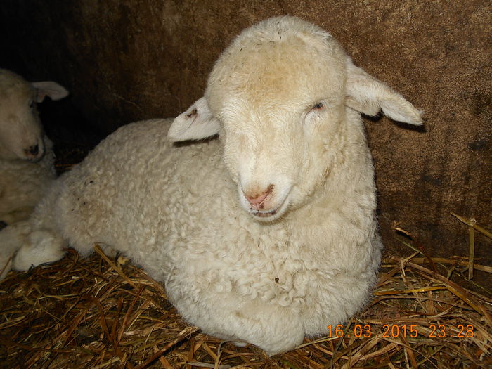 DSCN2495 - Productia De Miei 2015