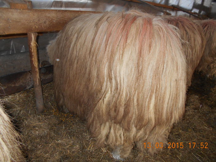 DSCN2274 - Berbeci 2o14-2015